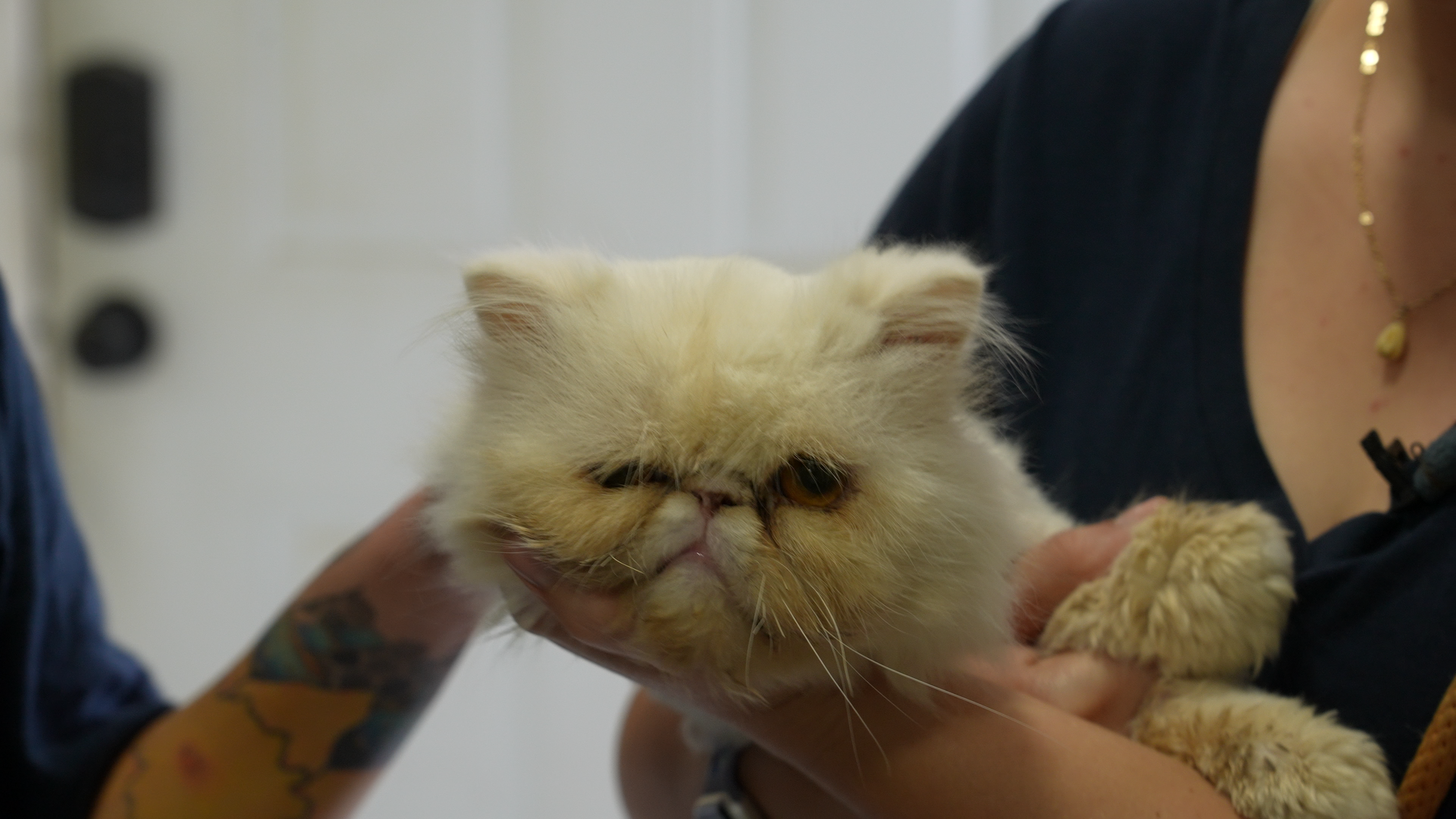 The Pet Hui:  Adoption for Cat Lovers